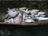 Poisson.jpg
